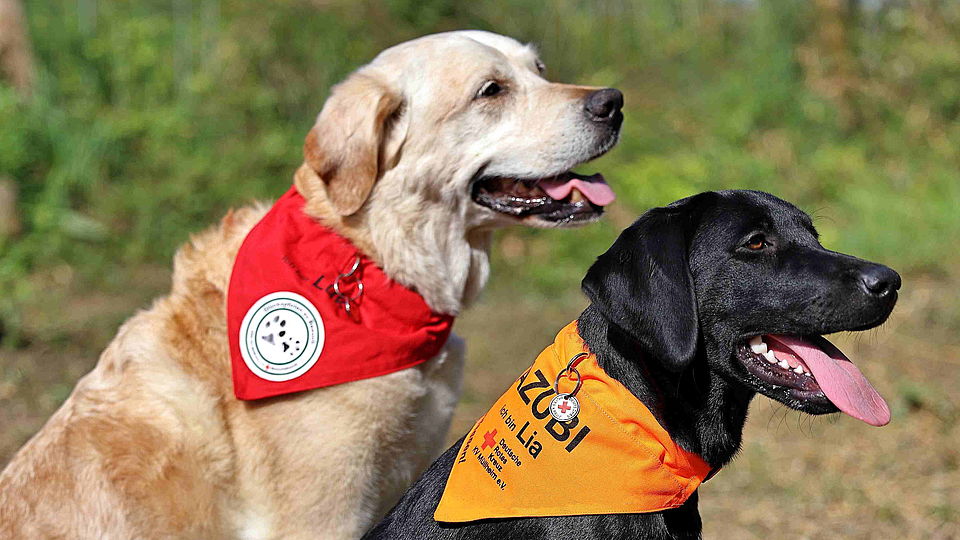 Besuchshunde Luke und Lia